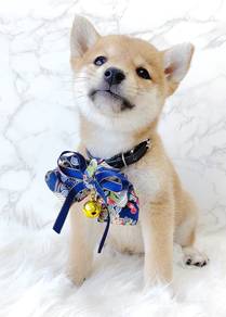 Shiba