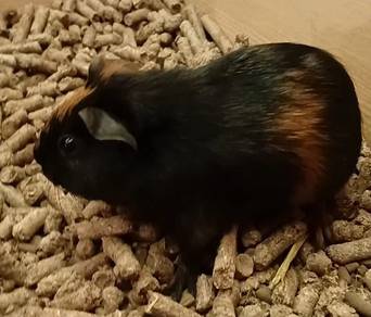 American Guinea Pig