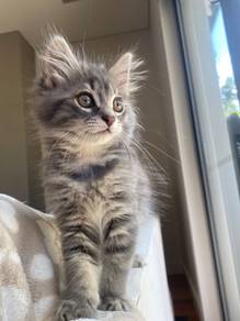 Gray Tabby Persian Kitten Mainecoon
