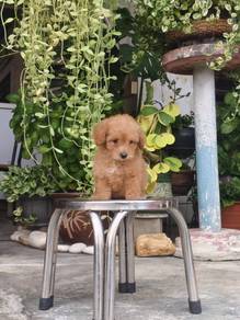 Pure Breed Toy Poodle (Female) 