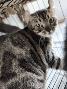 American Curl Mix Bengal