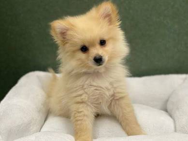 N8090 Bright-eyed Pomeranian small cute puppy Pupp