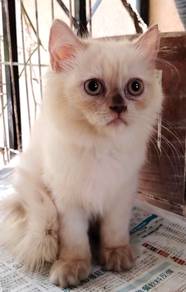 British longhair Kitten