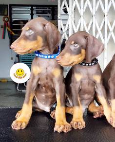 DD222 Doberman red tan haired puppy