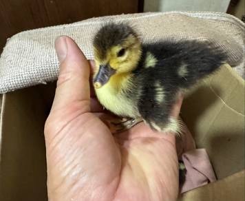 Anak Patu Muscovy ducklings