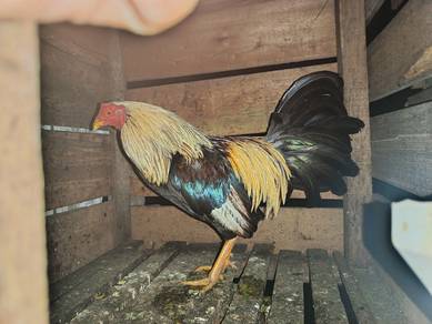 ayam sabung