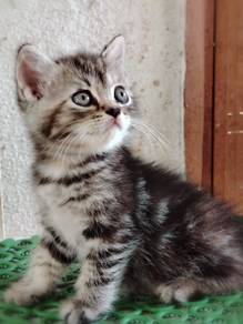 American Shorthair Kitten