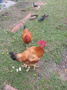 Ayam Kampung Jantan 2 ekor