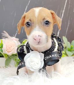 Jack Russell