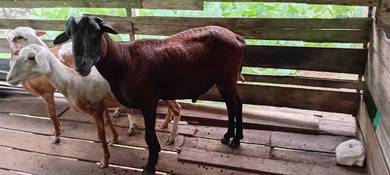 kambing bebiri korban