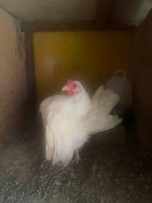 ayam serama