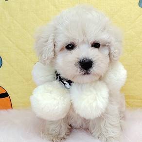 Poodle Toy