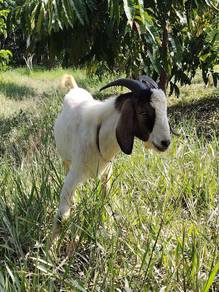 Kambing Jantan Cross Boer 