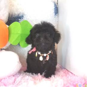Maltipoo
