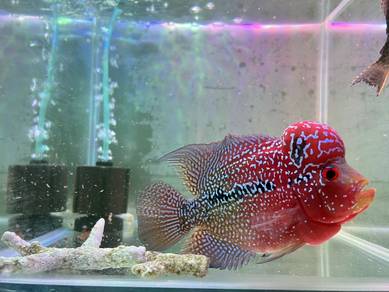 Flowerhorn