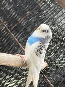 Budgie
