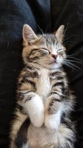 Marble Bengal Kitten