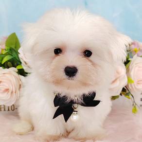 Maltese