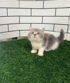 Super short Munchkin kittem