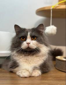 Munchkin long Hair Cat for Sale