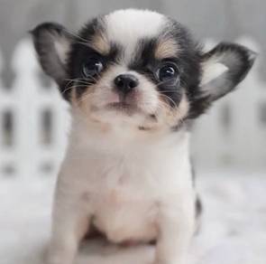 CHIHUAHUA PUPPIES VIP31🌷Head Apple Bonnie Dog Boy