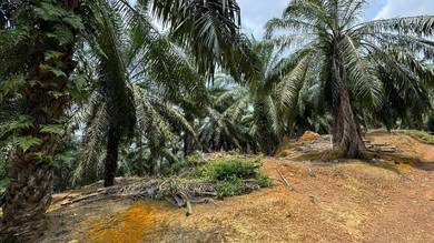Agricultural Land in Tangkak, JHR