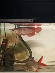 arowana super red 