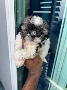 Shihtzu..