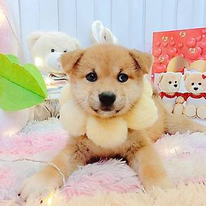 Shiba inu