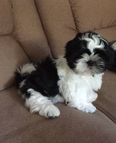 G2057 Sniffle-nose Shihpoo White Teddy Puppy Dog