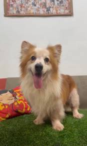 Corgi long haired male rehome