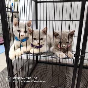 British shorthair kitten. Anak BSH. 2F. 1M.