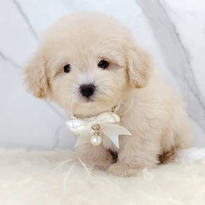 Maltipoo