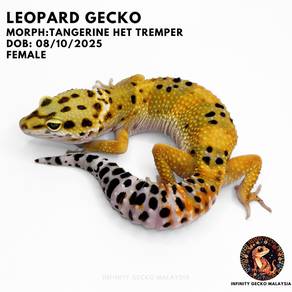 Leopard Gecko Malaysia Tangerine Het Tremper JB