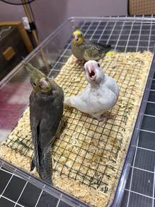 Cockateil