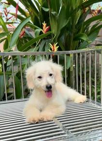 poodle