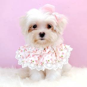 Maltese