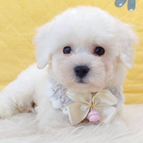 Bichon Frise