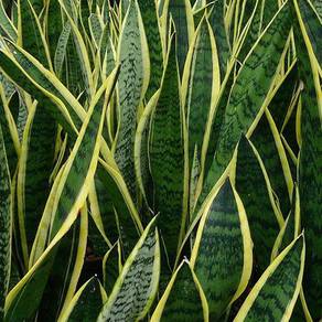 Pokok lidah jin atau sansevieria
