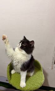 Persian x American Curl