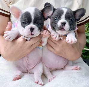 FRENCH BULLDOG PUPPIES VIP154🌻 Blue Pied Female