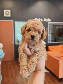 Miniature poodle puppy
