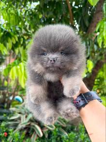 Pomeranian Male Phantom Puppy 1