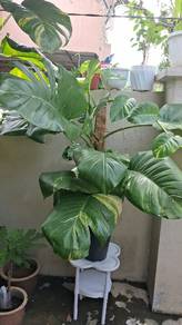 Giant Golden Pothos