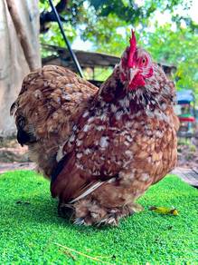 ayam Cochin mille fleur chicken