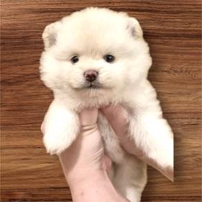 Pomeranian A quality male female