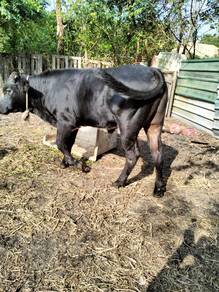 Lembu jantan baka Belgium blue