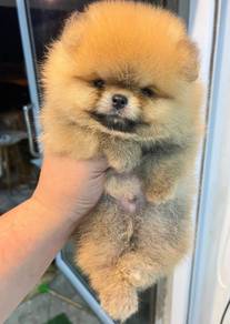 POMERANIAN PUPPIES P141 available cute cute