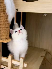 British Shorthair Silver Shaded Male