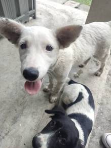 female puppy for adoption in Klang 